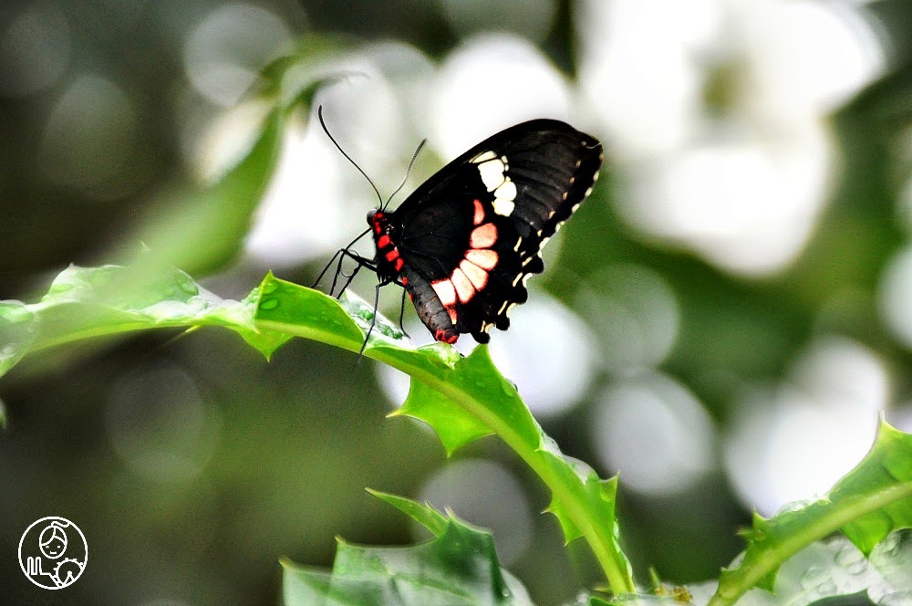 Wystawa-motyli-tropikalnych-w-ogrodzie-botanicznym