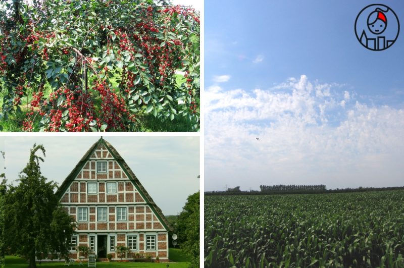 5 regionów w Niemczech, które warto odwiedzić_sady ogrodowe w Altes Land